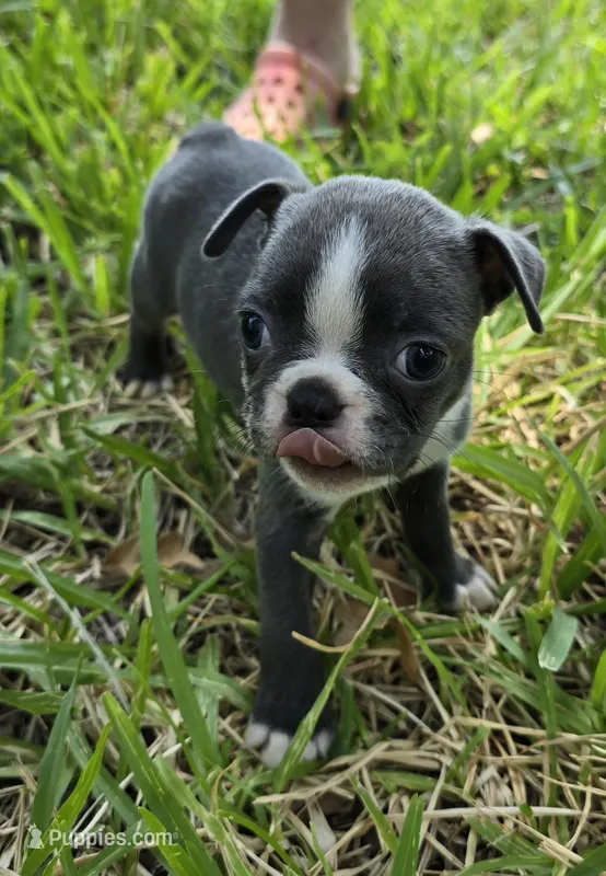 Gracie – Boston Terrier puppy for sale in Grandview, TX