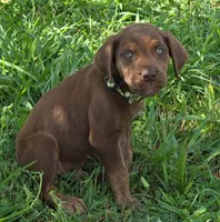 Wrecks, a male Cane Corso and Golden Retriever for sale in Grandview, TX – 3 of 4