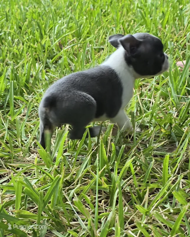 Bonnie – Boston Terrier puppy for sale in Grandview, TX