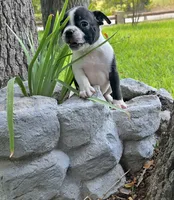 Red, a male Boston Terrier for sale in Grandview, TX – 6 of 7