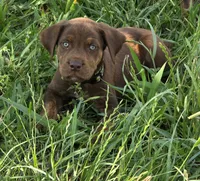 Wrecks, a male Cane Corso and Golden Retriever for sale in Grandview, TX – 4 of 4
