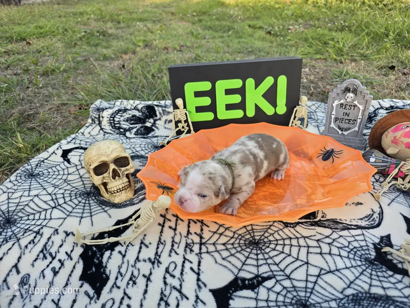 Voodoo – English Bulldog, Boston Terrier puppy for sale in Grandview, TX