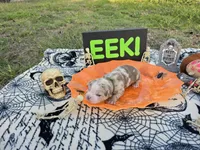 Voodoo, a male English Bulldog and Boston Terrier for sale in Grandview, TX – 1 of 7