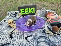 Salem, a female English Bulldog and Boston Terrier for sale in Grandview, TX – 4 of 7