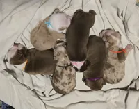 Jinx, a male English Bulldog and Boston Terrier for sale in Grandview, TX – 5 of 7