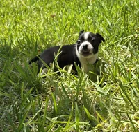 Red, a male Boston Terrier for sale in Grandview, TX – 3 of 7