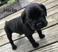 Harlie, a female Cane Corso and Golden Retriever for sale in Grandview, TX – Photo 3 of 5