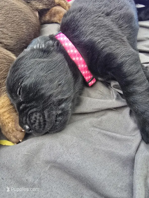 Harley – Cane Corso, Golden Retriever puppy for sale in Grandview, TX