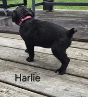 Harlie, a female Cane Corso and Golden Retriever for sale in Grandview, TX – Photo 2 of 5
