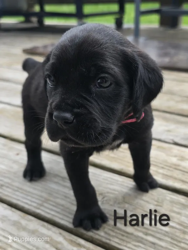 Harlie – Cane Corso, Golden Retriever puppy for sale in Grandview, TX