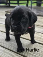 Harlie, a female Cane Corso and Golden Retriever for sale in Grandview, TX – Photo 1 of 5