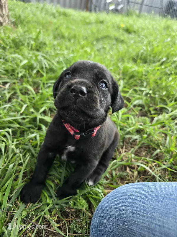 Harley – Cane Corso, Golden Retriever puppy for sale in Grandview, TX