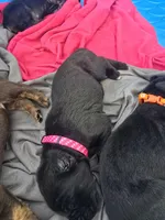 Harley, a female Cane Corso and Golden Retriever for sale in Grandview, TX – Photo 3 of 5