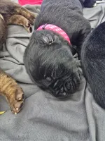 Harley, a female Cane Corso and Golden Retriever for sale in Grandview, TX – Photo 4 of 5