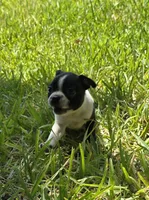 Red, a male Boston Terrier for sale in Grandview, TX – 5 of 7