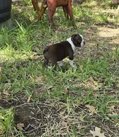 Pink, a female Boston Terrier for sale in Grandview, TX – 2 of 7