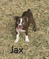 Jax (Green), a male Boston Terrier for sale in Grandview, TX – 5 of 6