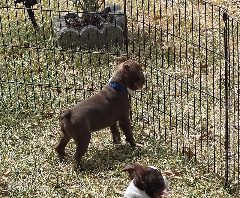 Lil Ricky (dark blue) – Boston Terrier puppy for sale in Grandview, TX