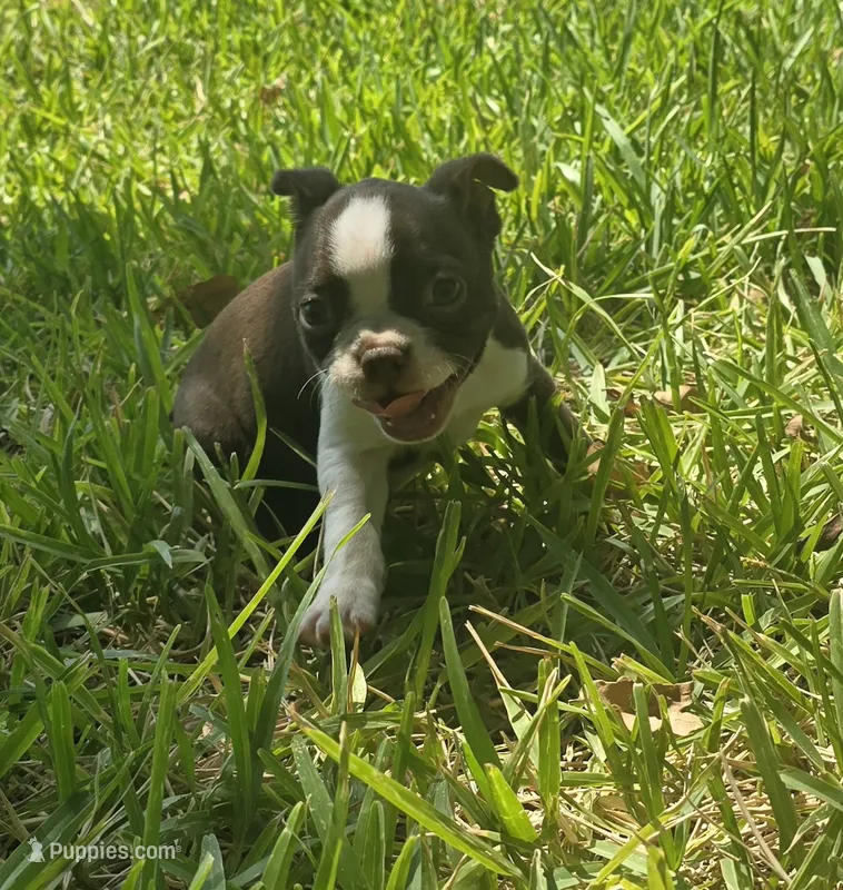 Purple – Boston Terrier puppy for sale in Grandview, TX