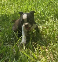 Purple, a female Boston Terrier for sale in Grandview, TX – 1 of 8