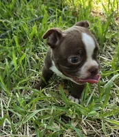 Lil Ricky (dark blue), a male Boston Terrier for sale in Grandview, TX – 6 of 7
