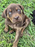 Daisy, a female Cane Corso and Golden Retriever for sale in Grandview, TX – 2 of 4
