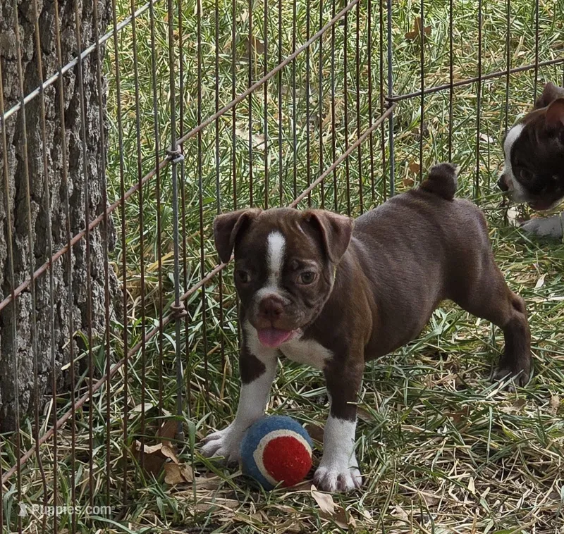 Green – Boston Terrier puppy for sale in Grandview, TX