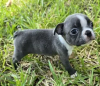Gracie, a female Boston Terrier for sale in Grandview, TX – 2 of 3