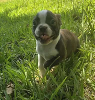 Purple, a female Boston Terrier for sale in Grandview, TX – 3 of 8