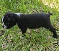 Teal, a male Boston Terrier for sale in Grandview, TX – 2 of 5