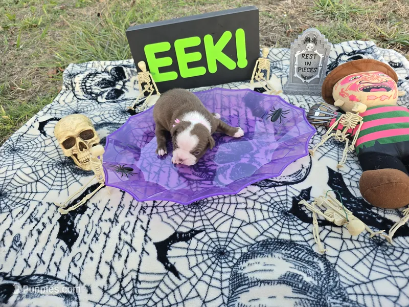 Salem – English Bulldog, Boston Terrier puppy for sale in Grandview, TX
