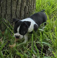 Red, a male Boston Terrier for sale in Grandview, TX – 1 of 7