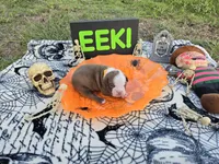 Oz, a male English Bulldog and Boston Terrier for sale in Grandview, TX – 4 of 7