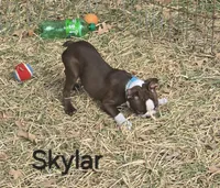 Skylar (Light Blue), a male Boston Terrier for sale in Grandview, TX – 3 of 5
