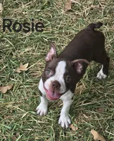 Rosie (Pink), a female Boston Terrier for sale in Grandview, TX – 4 of 7