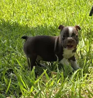 Green, a male Boston Terrier for sale in Grandview, TX – 4 of 7