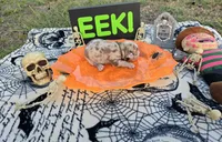 Voodoo, a male English Bulldog and Boston Terrier for sale in Grandview, TX – 3 of 7