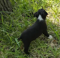 Teal, a male Boston Terrier for sale in Grandview, TX – 4 of 5