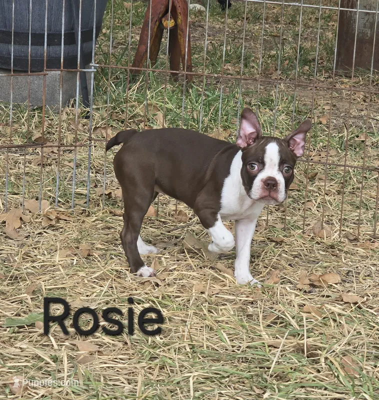 Rosie (Pink) – Boston Terrier puppy for sale in Grandview, TX