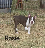Rosie (Pink), a female Boston Terrier for sale in Grandview, TX – 1 of 7