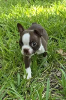 Light Blue, a male Boston Terrier for sale in Grandview, TX – 5 of 6