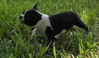 Red, a male Boston Terrier for sale in Grandview, TX – 2 of 7