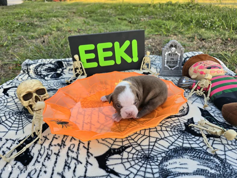 Oz – English Bulldog, Boston Terrier puppy for sale in Grandview, TX