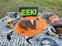 Oz, a male English Bulldog and Boston Terrier for sale in Grandview, TX – 3 of 7