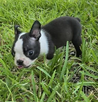 Brown, a male Boston Terrier for sale in Grandview, TX – 2 of 3