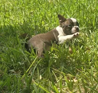 Purple, a female Boston Terrier for sale in Grandview, TX – 8 of 8