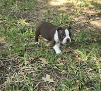 Pink, a female Boston Terrier for sale in Grandview, TX – 5 of 7