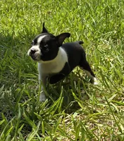 Red, a male Boston Terrier for sale in Grandview, TX – 4 of 7