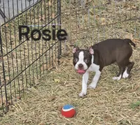 Rosie (Pink), a female Boston Terrier for sale in Grandview, TX – 5 of 7