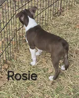 Rosie (Pink), a female Boston Terrier for sale in Grandview, TX – 3 of 7
